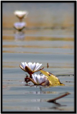 Delta del Okavango