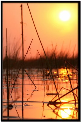 Delta del Okavango