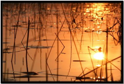 Delta del Okavango