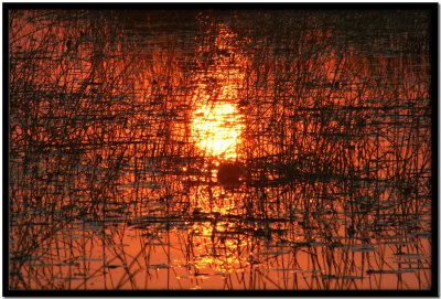 Delta del Okavango