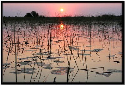 Delta del Okavango