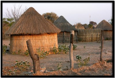 Seronga