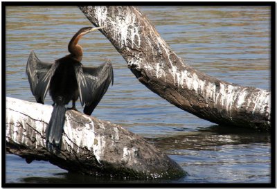 Chobe N.P.