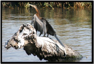 Chobe N.P.