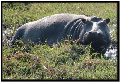 Chobe N.P.