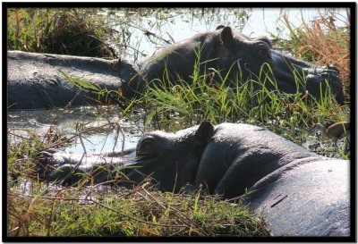 Chobe N.P.
