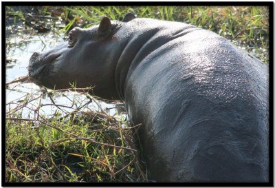 Chobe N.P.