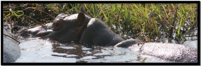 Chobe N.P.