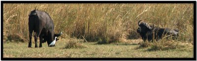 Chobe N.P.