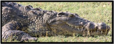 Chobe N.P.