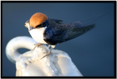 Chobe N.P.