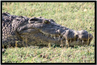 Chobe N.P.