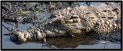 Chobe N.P.