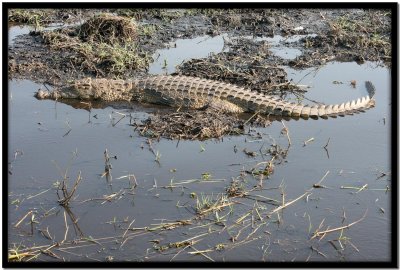 Chobe N.P.