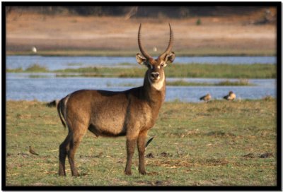 Chobe N.P.