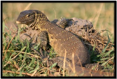 Chobe N.P.