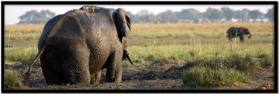 Chobe N.P.