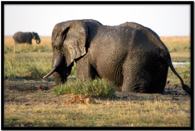 Chobe N.P.