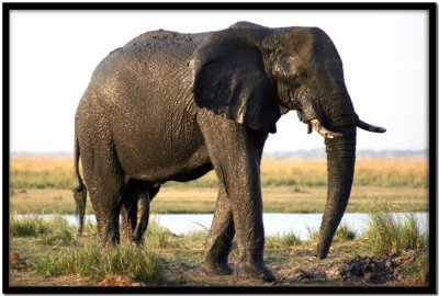 Chobe N.P.