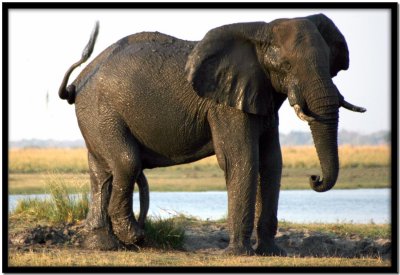 Chobe N.P.