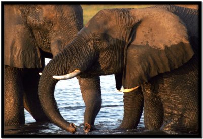 Chobe N.P.