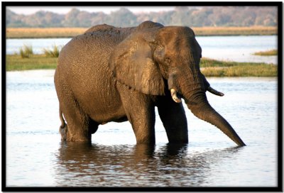 Chobe N.P.
