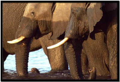 Chobe N.P.