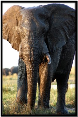 Chobe N.P.