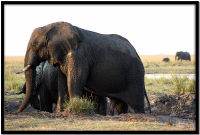 Chobe N.P.