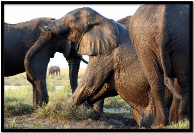 Chobe N.P.