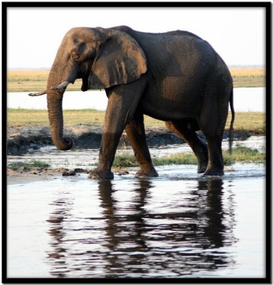 Chobe N.P.