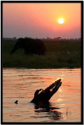 Chobe N.P.