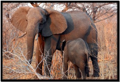 Chobe N.P.