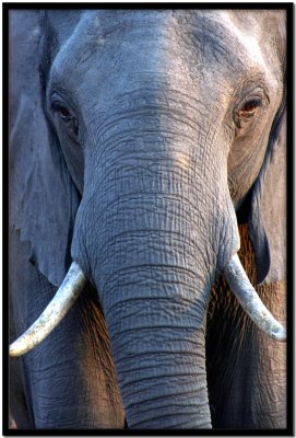 Chobe N.P.