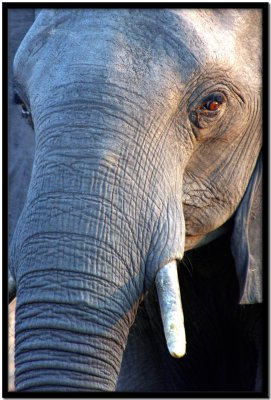 Chobe N.P.