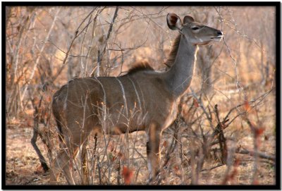 Chobe N.P.