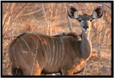 Chobe N.P.