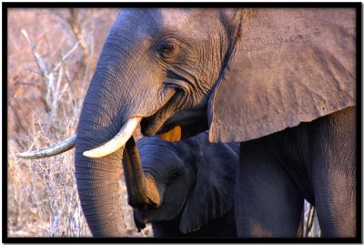 Chobe N.P.