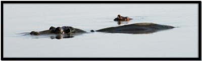 Chobe N.P.