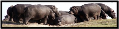Chobe N.P.