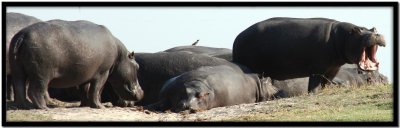 Chobe N.P.