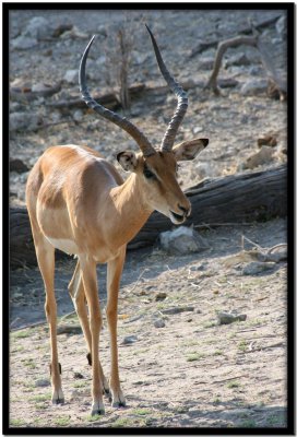 Chobe N.P.