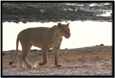 Chobe N.P.