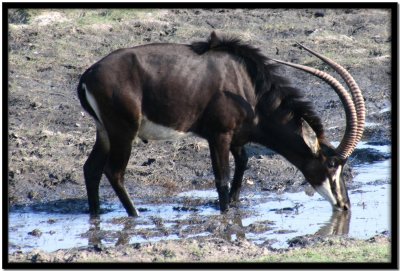 Chobe N.P.