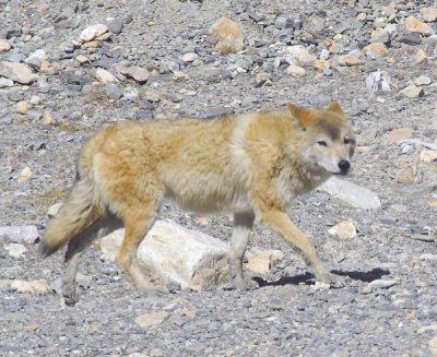 Tibetan wolf  (Canis lupus chanco)