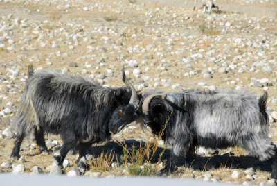 Rams butting heads, Tibet