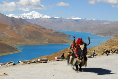 Yak posing with Yamdrok-tso Lake and Mt. Nojin Kangtsang