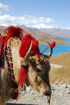 Yak with Yamdrok-tso Lake