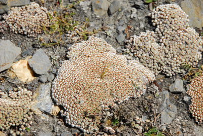 Odd vegetation near Karo-la Pass