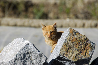A cat resting in the sun behind a rock, Gyantse